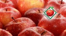 Jakiej jakości jabłek oczekują klienci krajów pozaeuropejskich? 