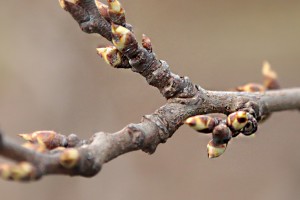 Śliwy - odmiana C.rana- 31/03/2016 - wielkopolska