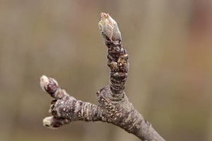 Jabłoń - odmiana Camspur - 31/03/2016 - wielkopolska