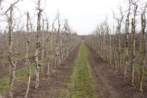 Jabłoń - odmiana Delikates - 31/03/2016 - wielkopolska