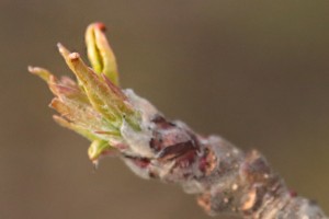 Jabłoń - odmiana Ligol - 31/03/2016 - wielkopolska