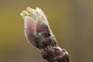 Jabłoń - odmiana Red Jonaprince - 31/03/2016 - wielkopolska