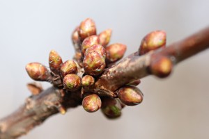 Czereśnie - odmiana Kordia - 31/03/2016 - wielkopolska