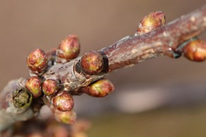 Czereśnie - odmiana Kordia - 31/03/2016 - wielkopolska