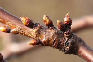 Czereśnie - odmiana Kordia - 31/03/2016 - wielkopolska