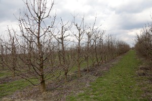 Czereśnie - wielkopolska - 07/04/2016