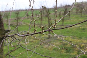 Wiśnie - wielkopolska - 07/04/2016