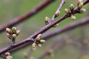 Wiśnie - wielkopolska - 07/04/2016