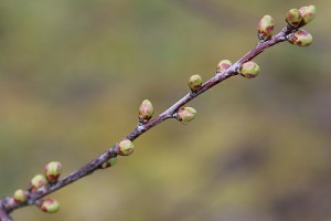 Wiśnie - wielkopolska - 07/04/2016