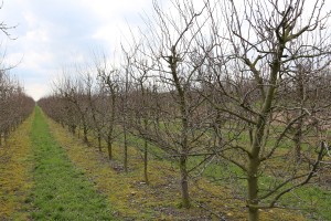 Śliwy - wielkopolska - 07/04/2016