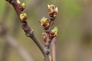 Śliwy - wielkopolska - 07/04/2016