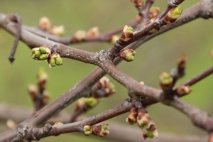 Śliwy - wielkopolska - 07/04/2016