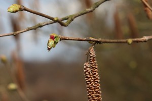 Leszczyna - wielkopolska - 07/04/2016