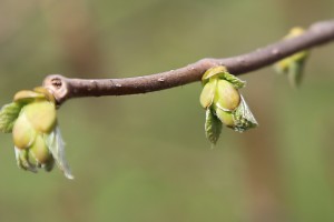 Leszczyna - wielkopolska - 07/04/2016