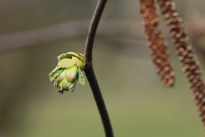 Leszczyna - wielkopolska - 07/04/2016