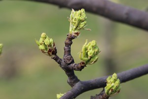 Grusze - wielkopolska - 07/04/2016