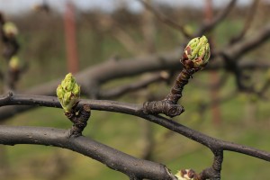 Grusze - wielkopolska - 07/04/2016