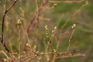 Borówka wysoka - wielkopolska - 07/04/2016