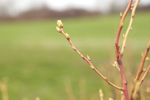 Borówka wysoka - wielkopolska - 07/04/2016