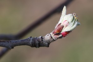 Jabłoń - Fuji - wielkopolska - 07/04/2016