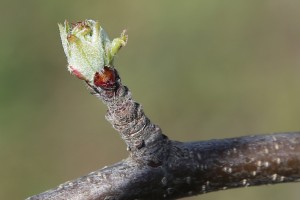 Jabłoń - Fuji - wielkopolska - 07/04/2016