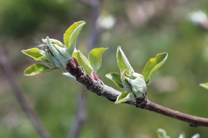 Jabłoń - Gala Schniga- wielkopolska - 07/04/2016