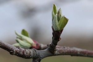 Jabłoń - Gala Schniga- wielkopolska - 07/04/2016