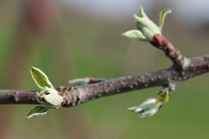 Jabłoń - Gala Schniga- wielkopolska - 07/04/2016