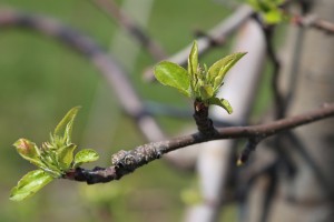 Jabłoń - Ligol - wielkopolska - 07/04/2016