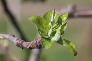 Jabłoń - Ligol - wielkopolska - 07/04/2016