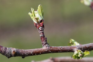 Jabłoń - Szampion Reno2 - wielkopolska - 07/04/2016