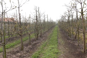 Czereśnie - odmiana Koria - 13/04/2016 - wielkopolska