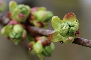 Czereśnie - odmiana Koria - 13/04/2016 - wielkopolska