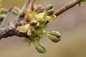 Czereśnie - odmiana Koria - 13/04/2016 - wielkopolska