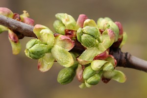 Czereśnie - odmiana Staccato - 13/04/2016 - wielkopolska