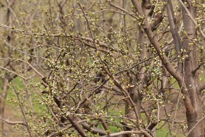 Śliwy - odmiana C.rana - 13/04/2016 - wielkopolska