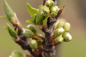 Śliwy - odmiana C.rana - 13/04/2016 - wielkopolska