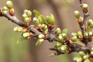 Śliwy - odmiana C.rana - 13/04/2016 - wielkopolska