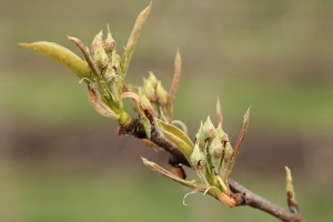 Grusze - odmiana Konferencja - 13/04/2016 - wielkopolska