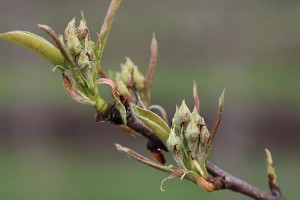 Grusze - odmiana Konferencja - 13/04/2016 - wielkopolska