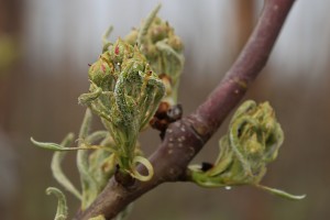 Grusze - odmiana Konferencja - 13/04/2016 - wielkopolska