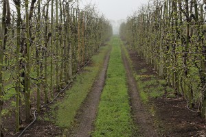 Jabłonie - odmiana RedJonaprince - 13/04/2016 - wielkopolska