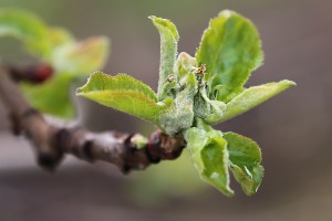 Jabłonie - odmiana RedJonaprince - 13/04/2016 - wielkopolska