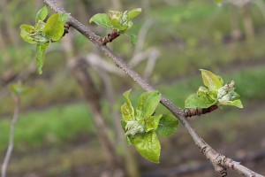 Jabłonie - odmiana RedJonaprince - 13/04/2016 - wielkopolska