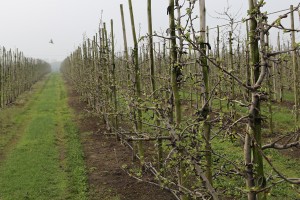 Jabłonie - odmiana Camspur - 13/04/2016 - wielkopolska