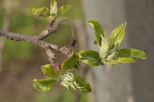 Jabłonie - odmiana Gala Must - 13/04/2016 - wielkopolska