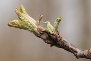 Jabłonie - odmiana Gloster - 13/04/2016 - wielkopolska