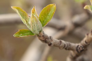 Jabłonie - odmiana Gloster - 13/04/2016 - wielkopolska