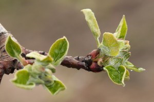 Jabłonie - odmiana Paulared - 13/04/2016 - wielkopolska