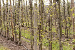 Jabłonie - odmiana Ligol - 13/04/2016 - wielkopolska